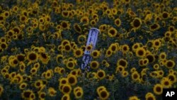 کلسٹر ایمونیشن راکٹ یوکرین کے علاقے خارکیو میں سورج مکھی کے ایک کھیت میں پڑا ہے۔ اے پی فوٹو