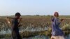 پاکستان میں حالیہ بارشیں، صرف پنجاب میں لاکھوں ایکڑ پر کھڑی فصلیں تباہ ہونے کا اندیشہ