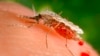  ملیریا کے پھیلاؤ سے متعلق ایک مچھر جس نے ممکنہ طور پر 2022 میں
ایتھیوپیا میں بڑے پیمانے پر ملیریا پھیلایا تھا، فائل فوٹو