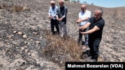 DEDAŞ’ın anız yakma iddialarına tepki gösteren köylüler, yanan buğdayları gösteriyor.
