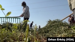 Şanlıurfa bir tarım kenti olmasına rağmen, nüfusunun yaklaşık altıda birini mevsimlik işçi olarak diğer illere gönderiyor.