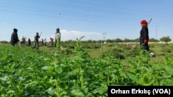 Şanlıurfa Barosu Emek Komisyonu, 300 bin mevsimlik tarım işçisinin sorunlarını mercek altına alan bir rapor yayınladı.