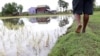 Xâm nhập mặn đe dọa cây lúa ở vùng duyên hải Đông Nam Á