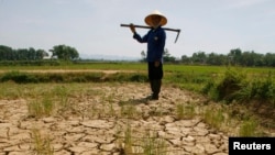 Một người nông dân đứng trên ruộng lúa bị khô cằn ở tỉnh Thanh Hóa, Việt Nam.