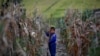 Tình hình lương thực Triều Tiên vẫn tồi tệ dù gia tăng buôn bán với Trung Quốc 