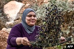 مغربی کنارے میں رملہ کے باہر ایک فلسطینی کاشتکار خاتون زیتون کے درخت سے زیتون حاصل کرنے کے عمل کے دوران ، فوٹو اے ایف پی 11 نومبر 2023
