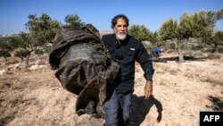  مقبوضہ مغربی کنارے میں اسرائیلی ربی اسرائیلی آباد کاروں کے حملوں سے فلسطینی کاشتکارو ں کے زیتون کے درختوں کو بچانے میں ان کی مدد کرر ہے ہیں، فوٹو اے پی 9 نومبر 2023 