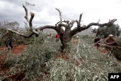 مقبوضہ مغربی کنارے میں زیتون کا تباہ کیا گیا ایک درخت، فائل فوٹو